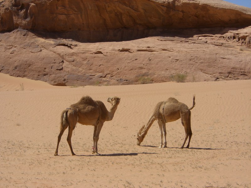 Wadi Rum 沙漠