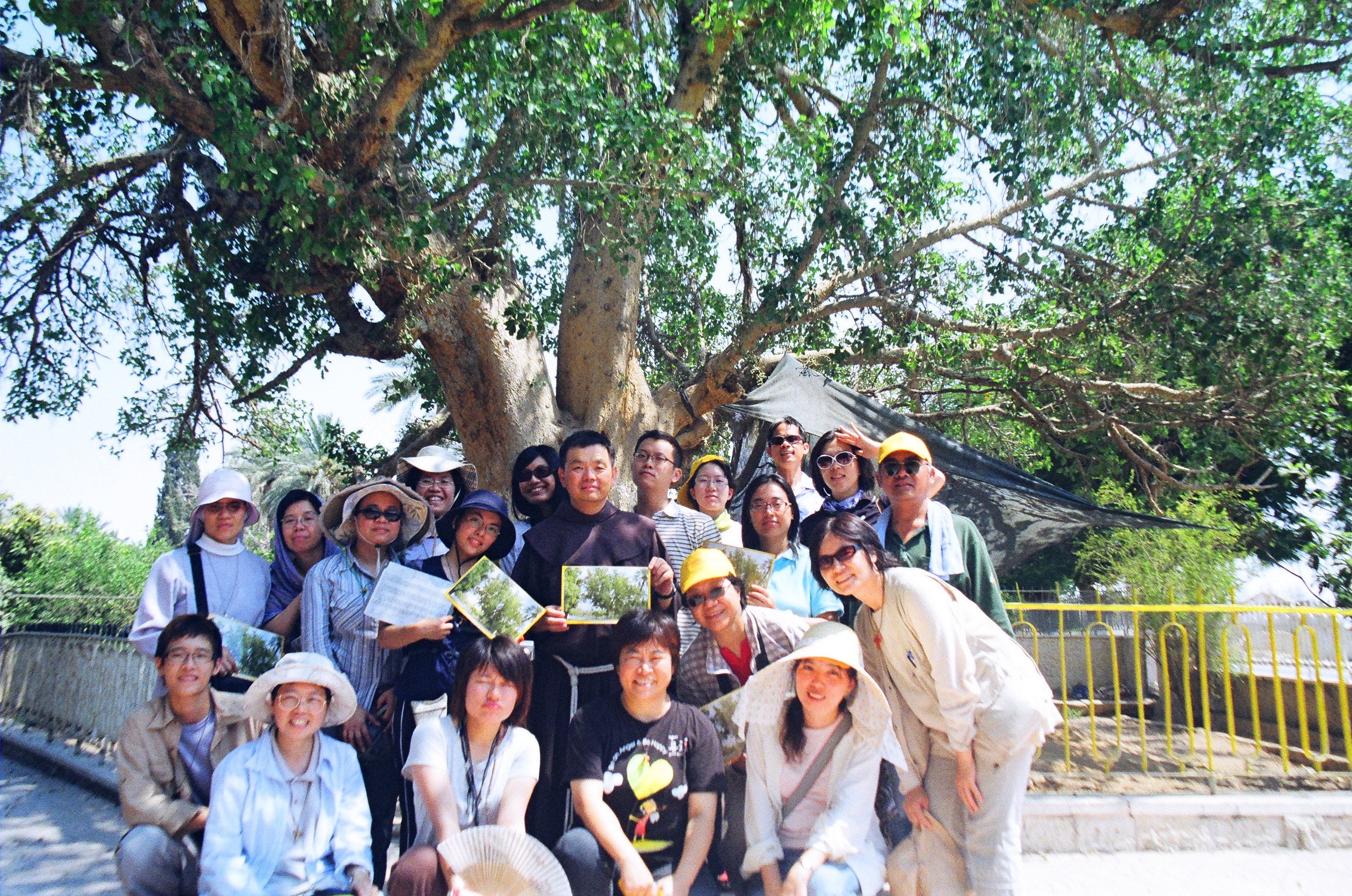 7月25日 耶里哥 匝凱的野桑樹